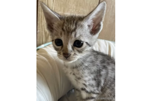 成約済の愛知県のサバンナキャット-100846の1枚目